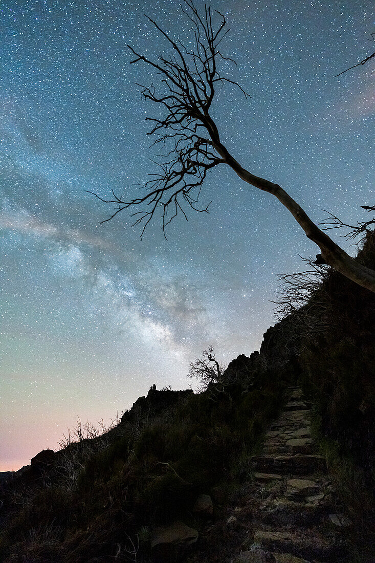 Bare tree along the path to Pico Ruivo peak under the Milky Way, Madeira island, Portugal