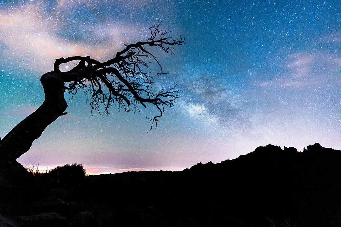 Kahler Baum umrahmt die Silhouette des Pico Ruivo unter der Milchstraße, Madeira, Portugal