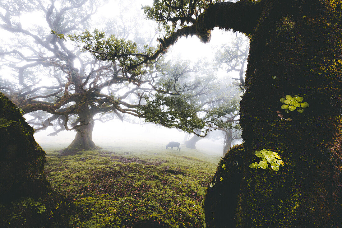 Cow grazing under the majestic laurel trees in the mist, Fanal forest, Madeira island, Portugal