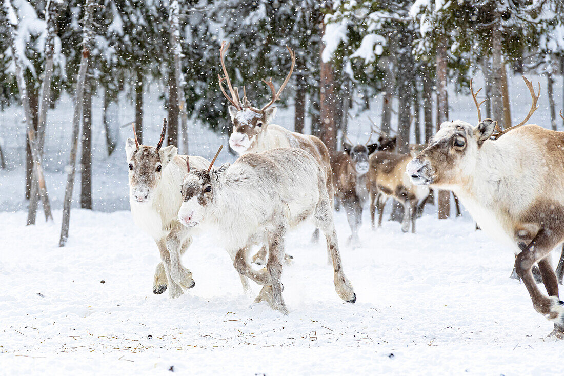Reindeer of a Sami farm running in the snow during the transhumance, Lapland, Sweden