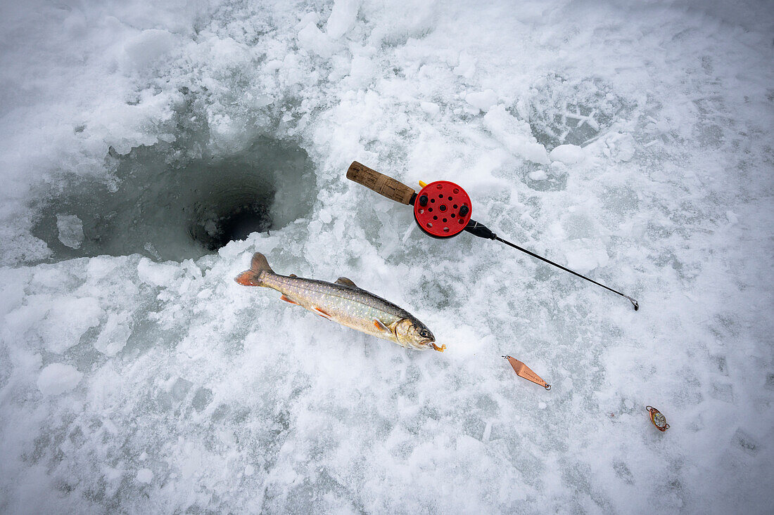 Fish lays on ice next to fishing rod, Lapland, Sweden