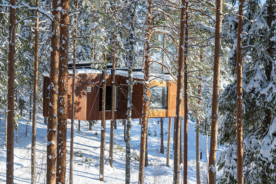 Wood chalet for tourists set among trees of forest in the snow, Tree hotel, Harads, Lapland, Sweden