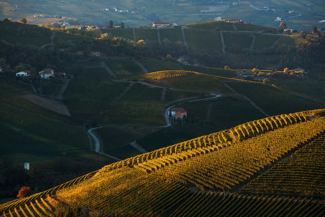 Die Weinberge von Barbaresco und Barolo im Herbst bei Sonnenuntergang, Italien, Piemont, Bezirk Cuneo, Langhe