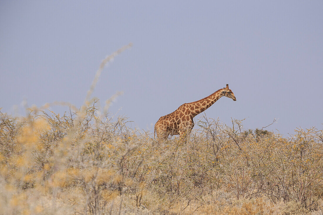 Giraffe in Etosha, Namibia, Afrika