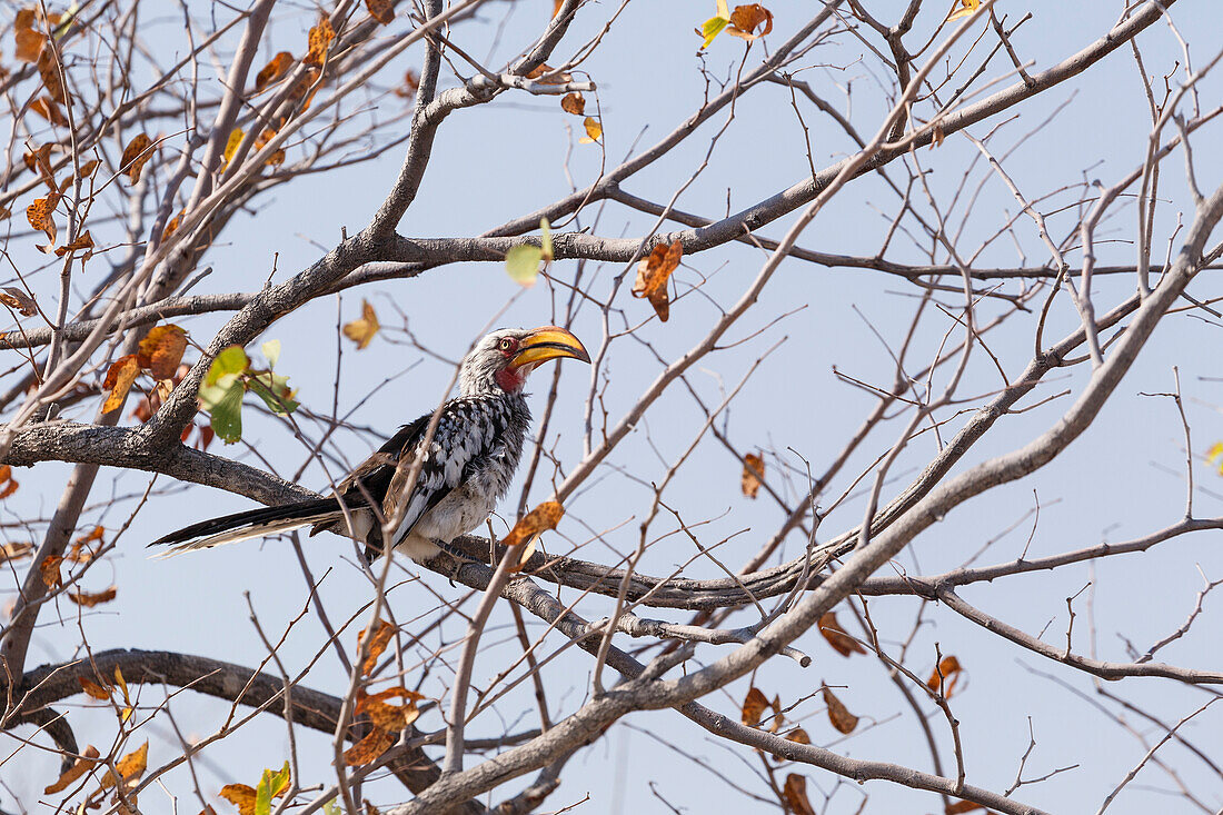 Gelbschnabel-Hornvogel in Etosha, Namibia, Afrika