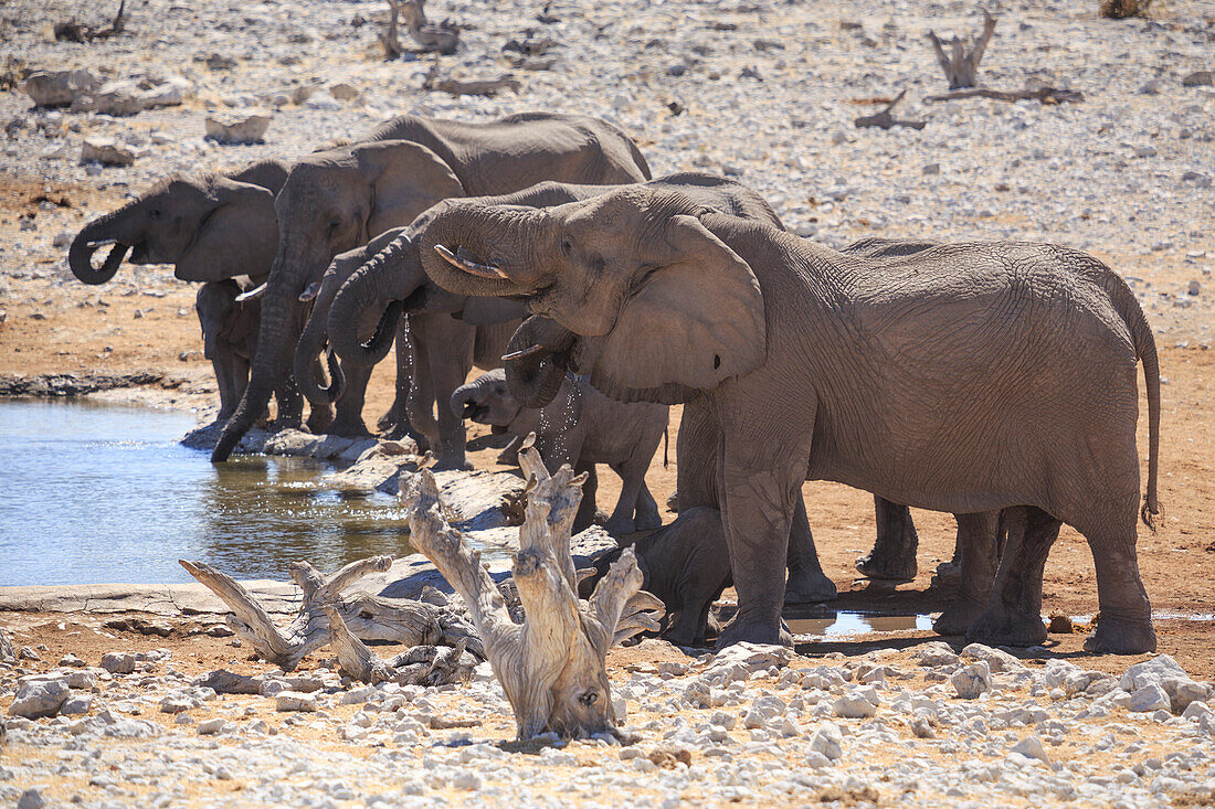 Elefanten in Etosha, Namibia, Afrika