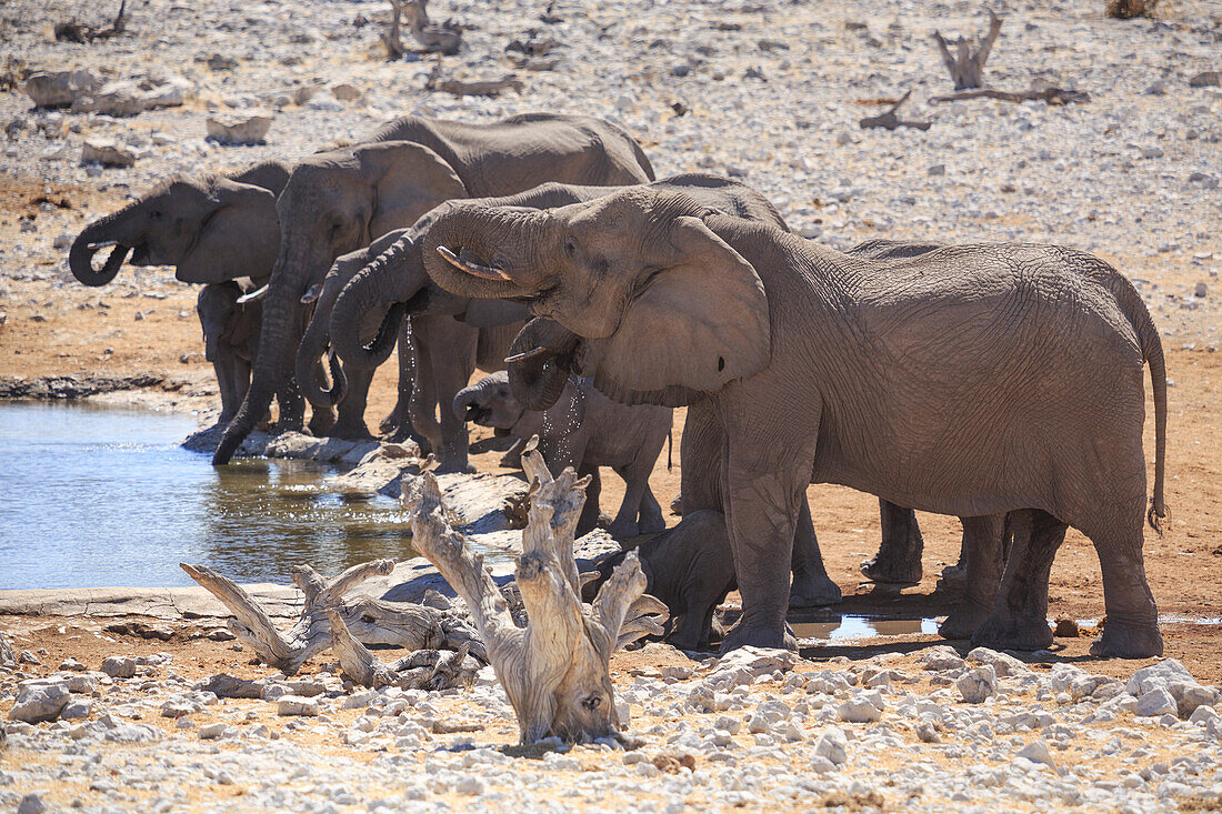 Elephants in Etosha, Namibia, Africa