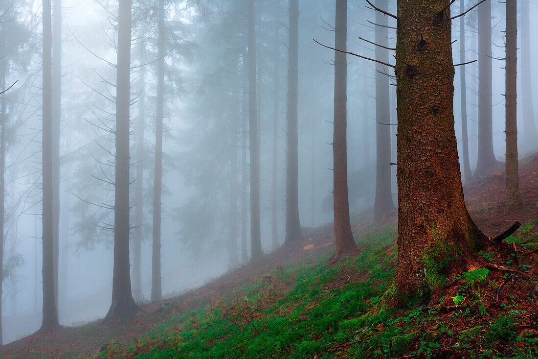 Beech tree forest in autumn, Province of Como, Lombardy, Italy, Western Europe