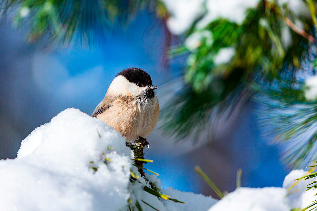 Weidenmeise im Winter, Schweiz, Westeuropa