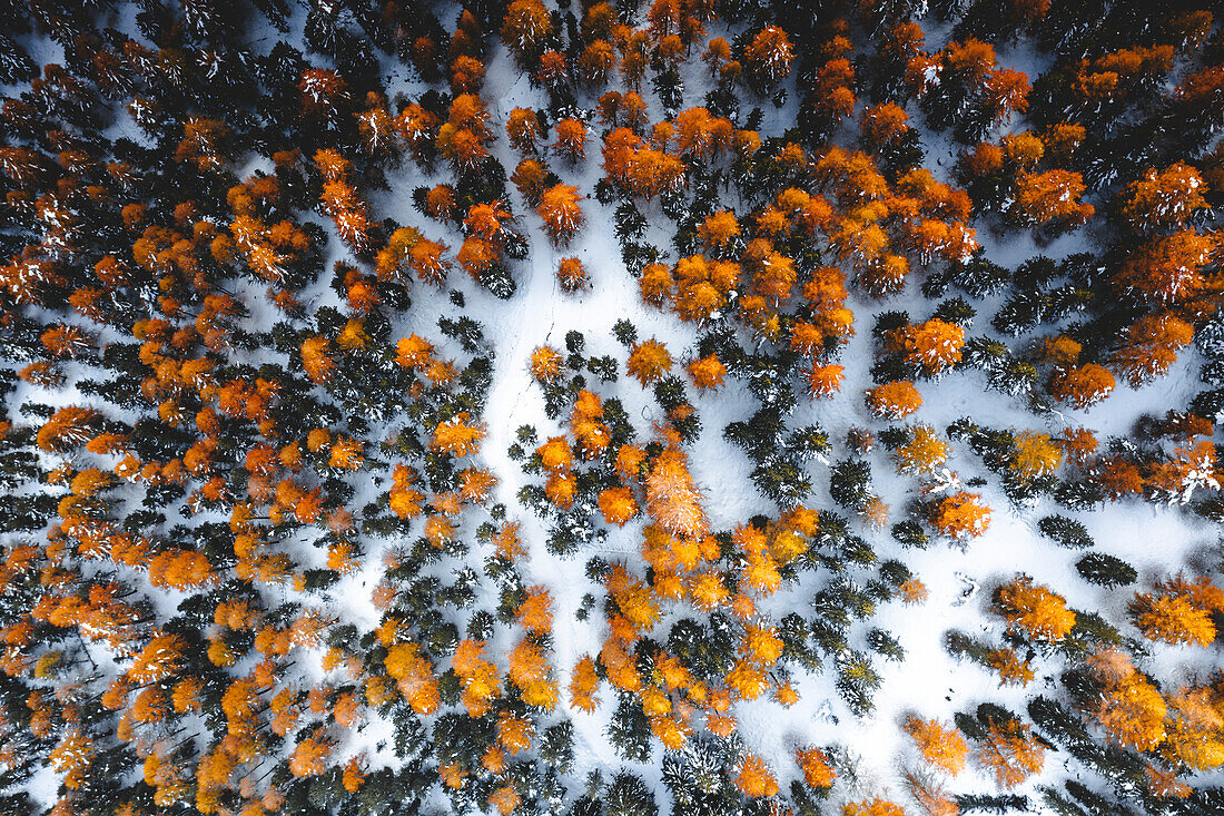 Aerial view of larch trees covered with snow in autumn