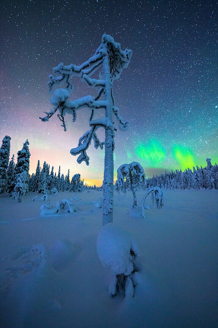 Aurora Borealis am sternenklaren Nachthimmel über dem gefrorenen Wald, Iso Syote, Lappland, Finnland