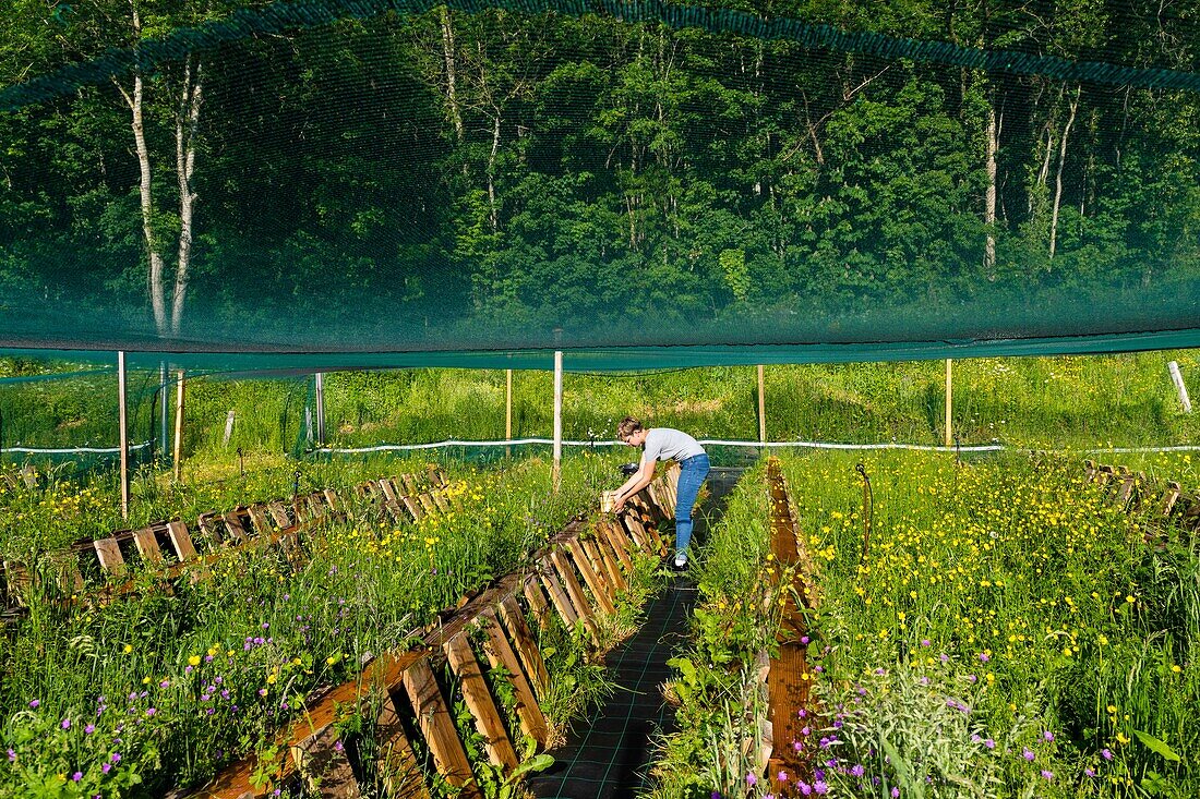 Perrine doudin, helixine, snail farmer, producer of organic snails, flavigny sur ozerain, (21) cote-d'or, burgundy, france