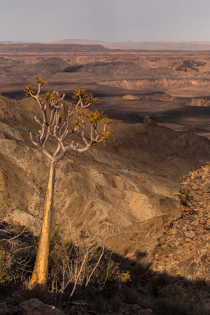 Köcherbaum im Fischfluss-Canyon; Namibia; Südliches Afrika