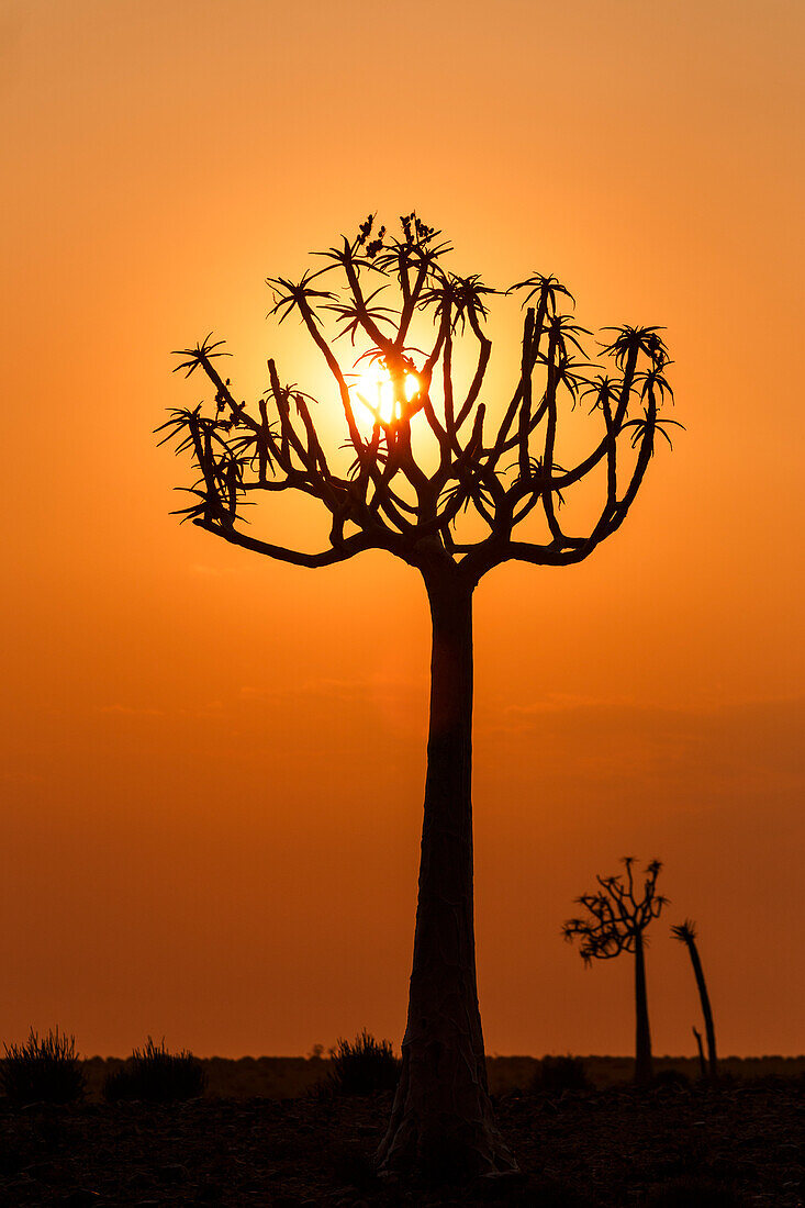 Köcherbaum-Silhouette im Fischfluss-Canyon; Namibia; Südliches Afrika