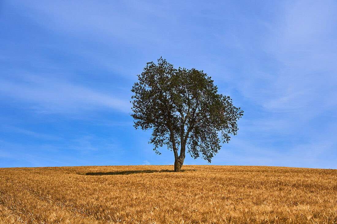 Einsamer Baum am Mittag in einem Weizenfeld, San Costanzo, Pesaro Urbino, Le Marche, Italien, Westeuropa