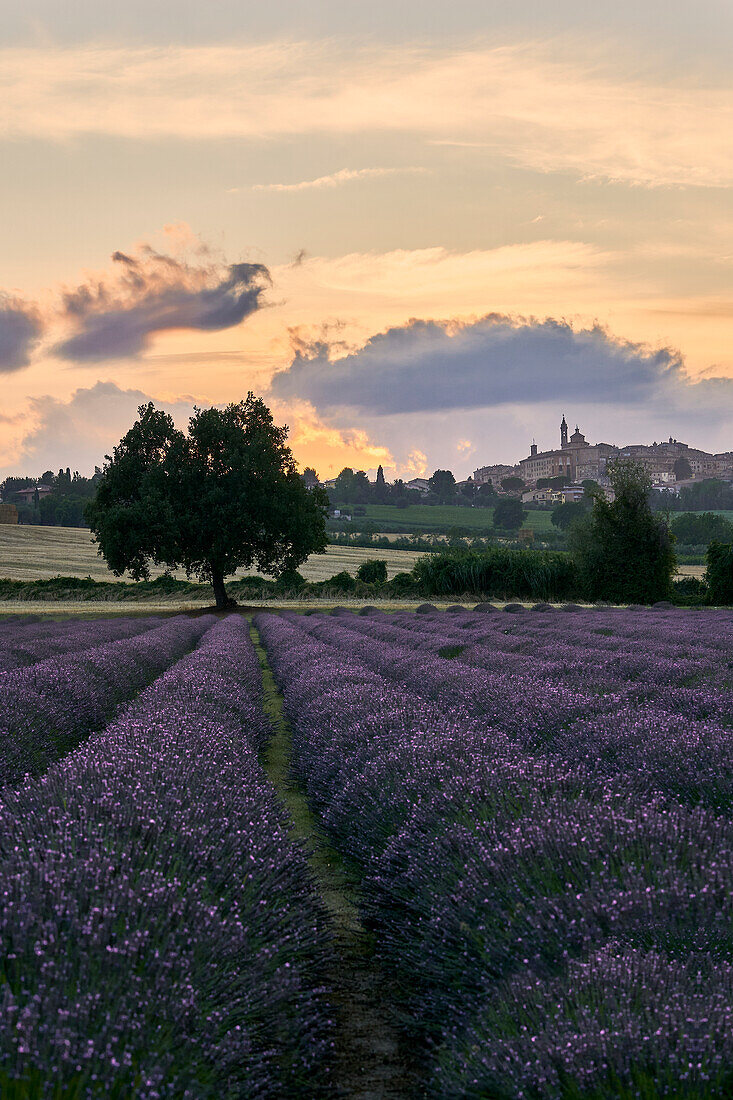 Lavendelfelder bei Sonnenuntergang, Corinaldo, Ancona, Le Marche, Italien, Westeuropa