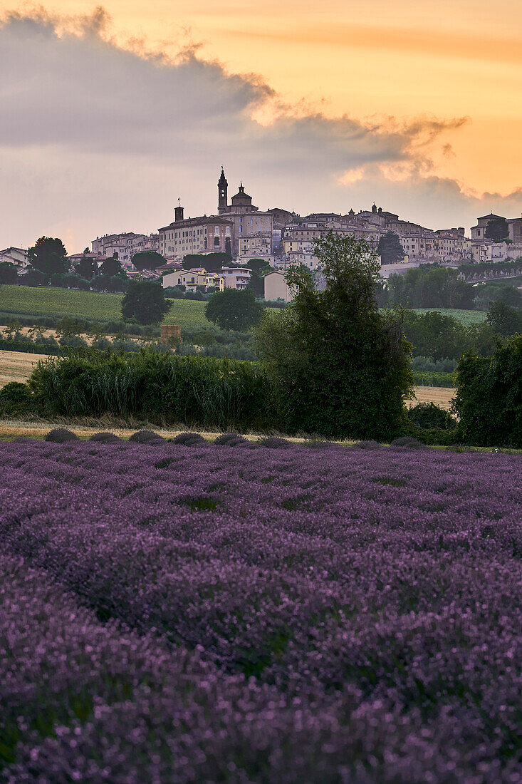 Lavender fields at sunset, Corinaldo, Ancona, Le Marche, Italy, Western Europe