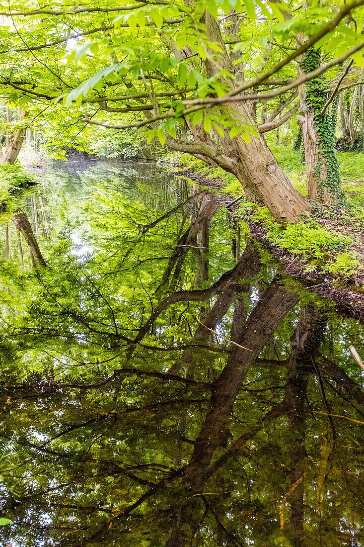 Reflection of trees, bois de vincennes, paris, ile de france, france, europe