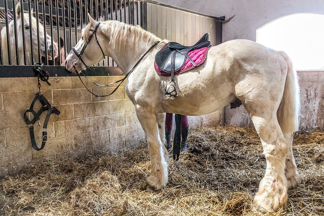 The maison du cheval boulonnais devoted to boulonnaise horses, ferme de suze farm, samer, (62) pas-de-calais, france