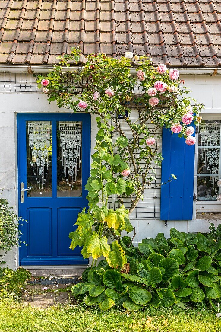 Fisherman's house, wissant, (62) pas-de-calais, france