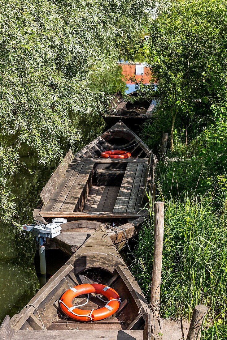 Escute, typisch flämisches Boot aus den audomarois-Sümpfen, Werkstatt der Bootsbauer, saint omer, (62) pas-de-calais, frankreich