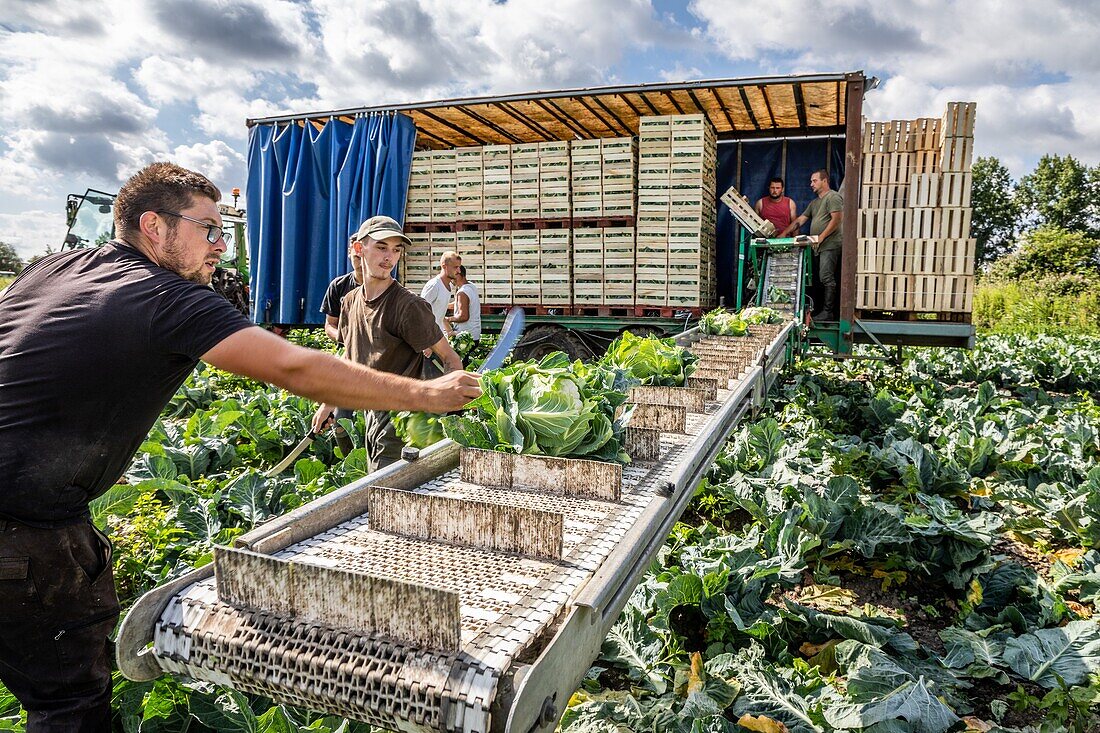 Market farm plantation of summer cauliflower, marshes of saint omer, (62) pas-de-calais, france