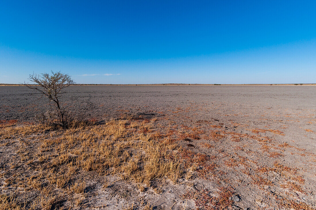 Deception Valley, Central Kalahari Game Reserve, Botswana.