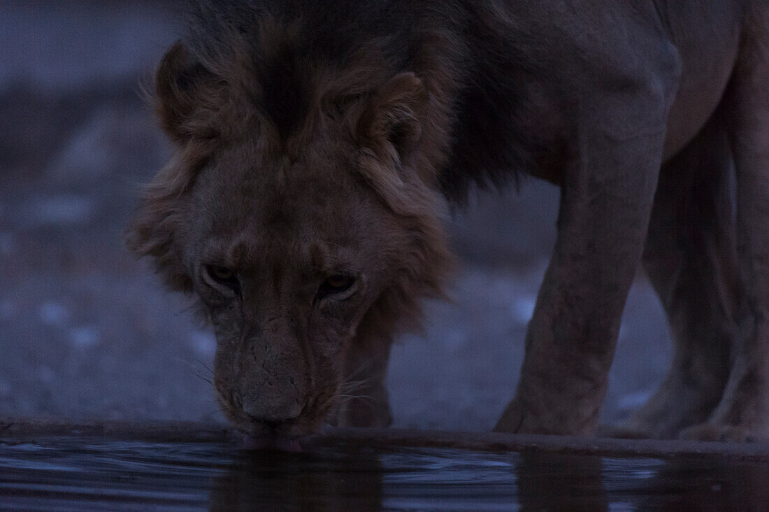 Ein männlicher Löwe, Panthera leo, trinkt an einem künstlichen Wasserloch, Kalahari, Botswana