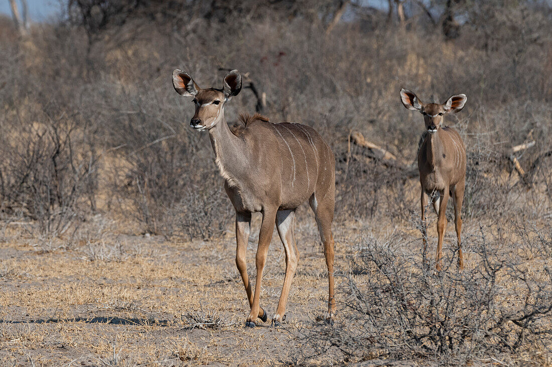 Großer Kudu, Tragelaphus strepsiceros, Kalahari, Botsuana