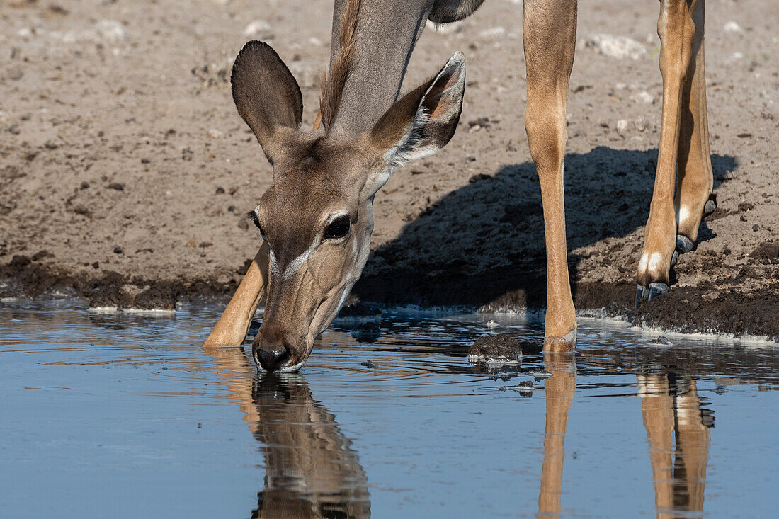 Greater kudu, Tragelaphus strepsiceros, Kalahari, Botswana