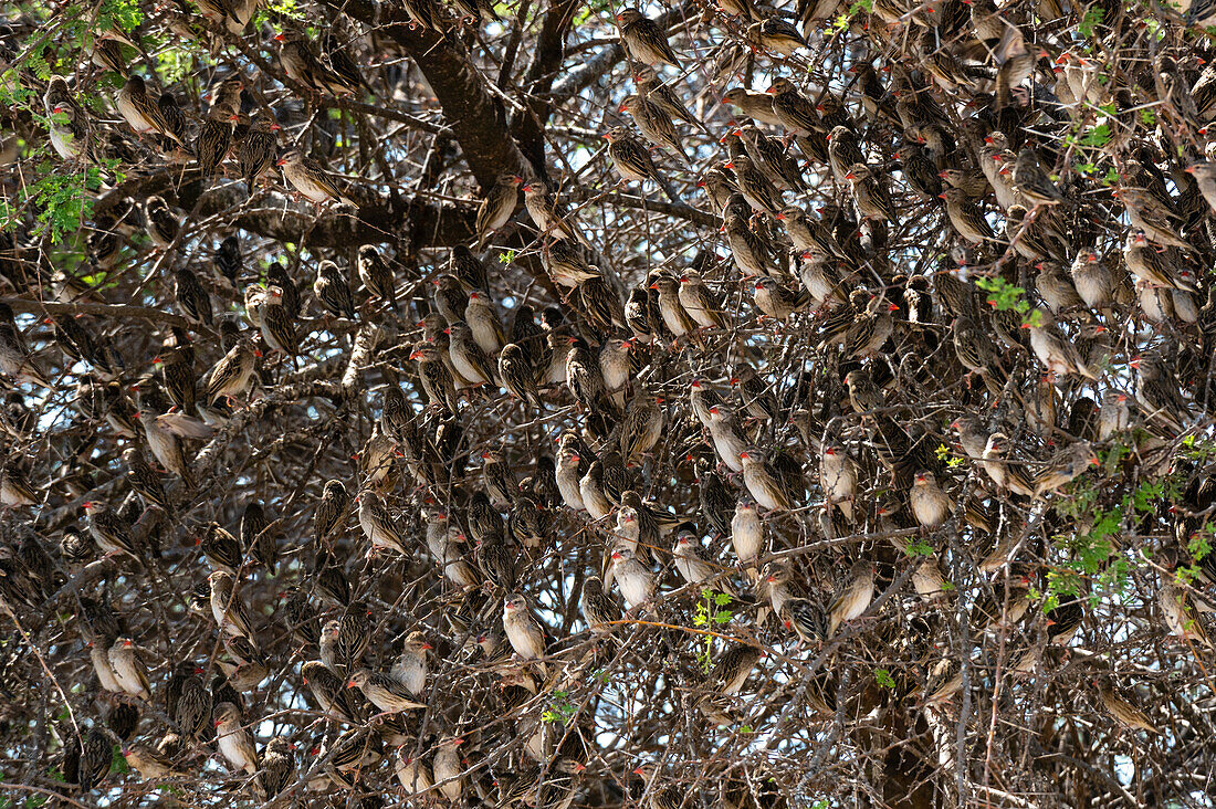 Ein Schwarm Rotschnabel-Wachtelkönige, Quelea quelea, auf einem Baum sitzend