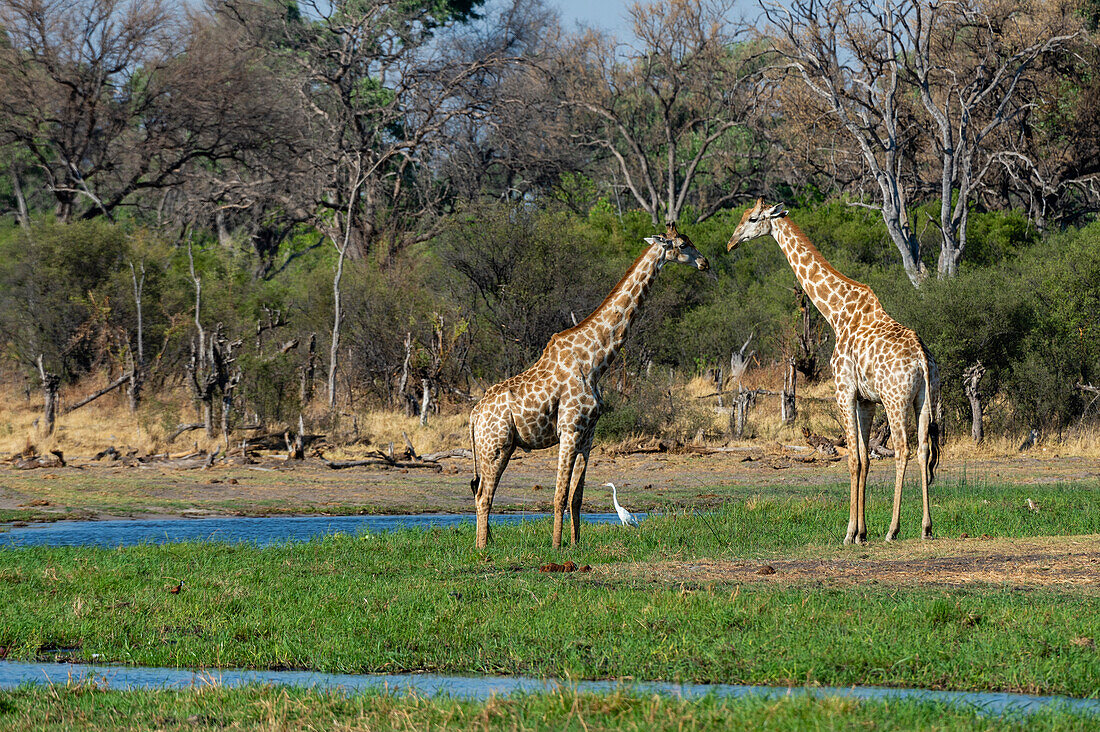 Zwei südliche Giraffen, Giraffa camelopardalis, am Ufer des Khwai-Flusses.