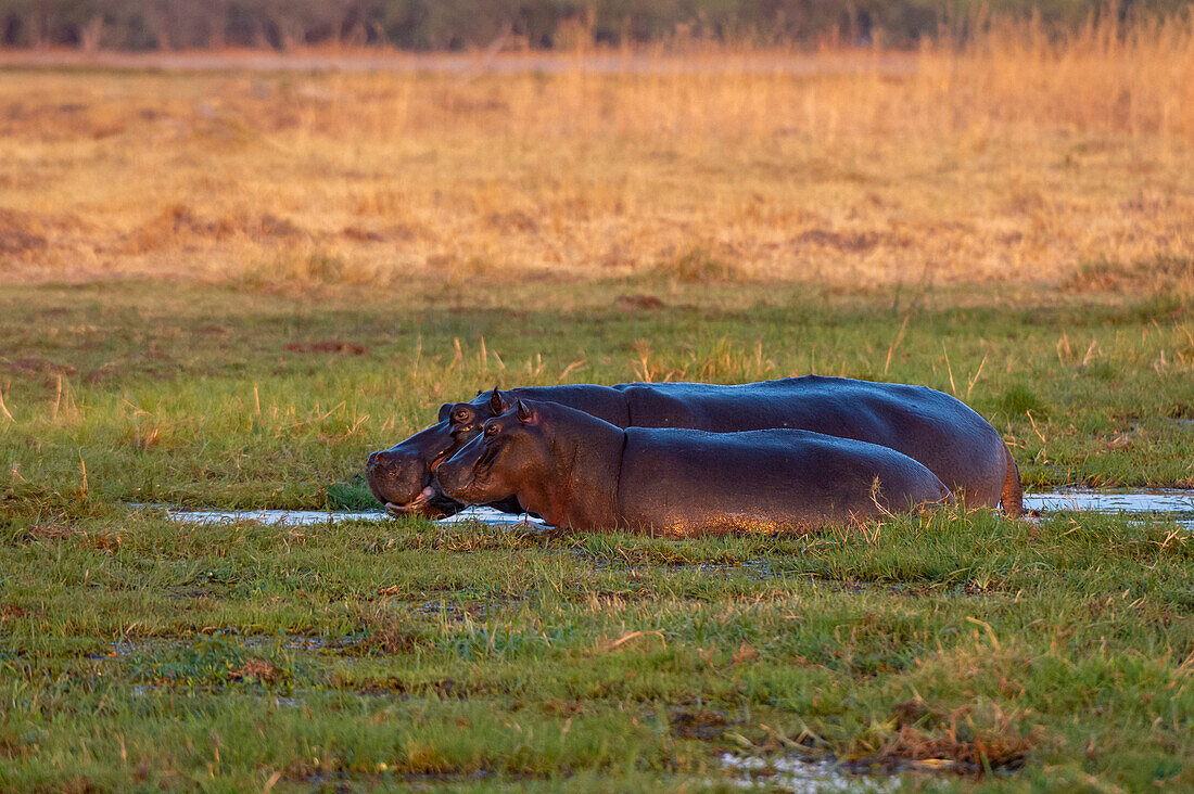 Ein erwachsenes und ein subadultes Flusspferd, Hippopotamus amphibius, im Okavango-Delta