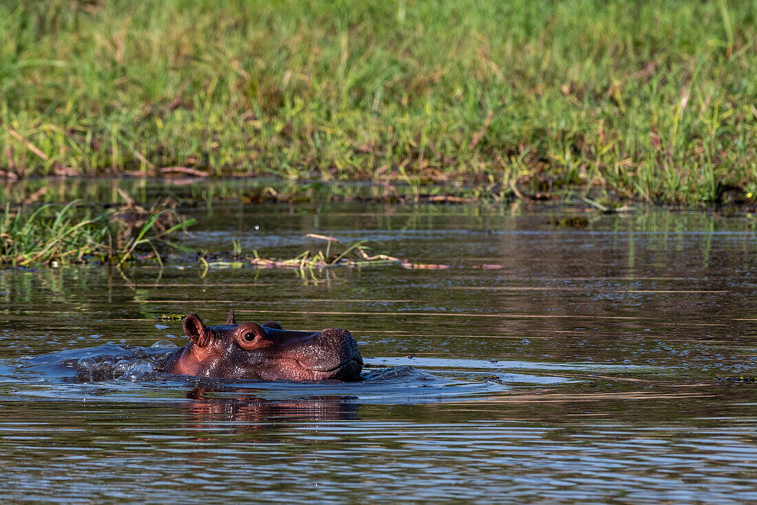Ein junges Flusspferd, Hippopotamus amphibius, im Okavango-Delta