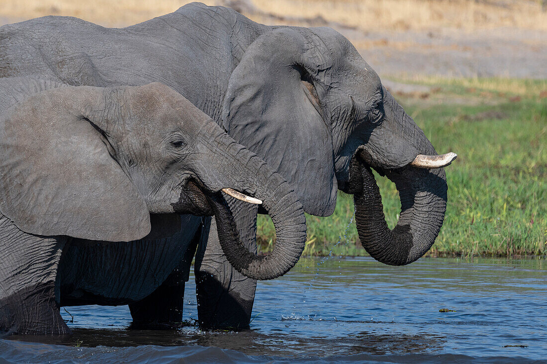 Afrikanische Elefanten, Loxodonta africana, trinken im Khwai-Fluss