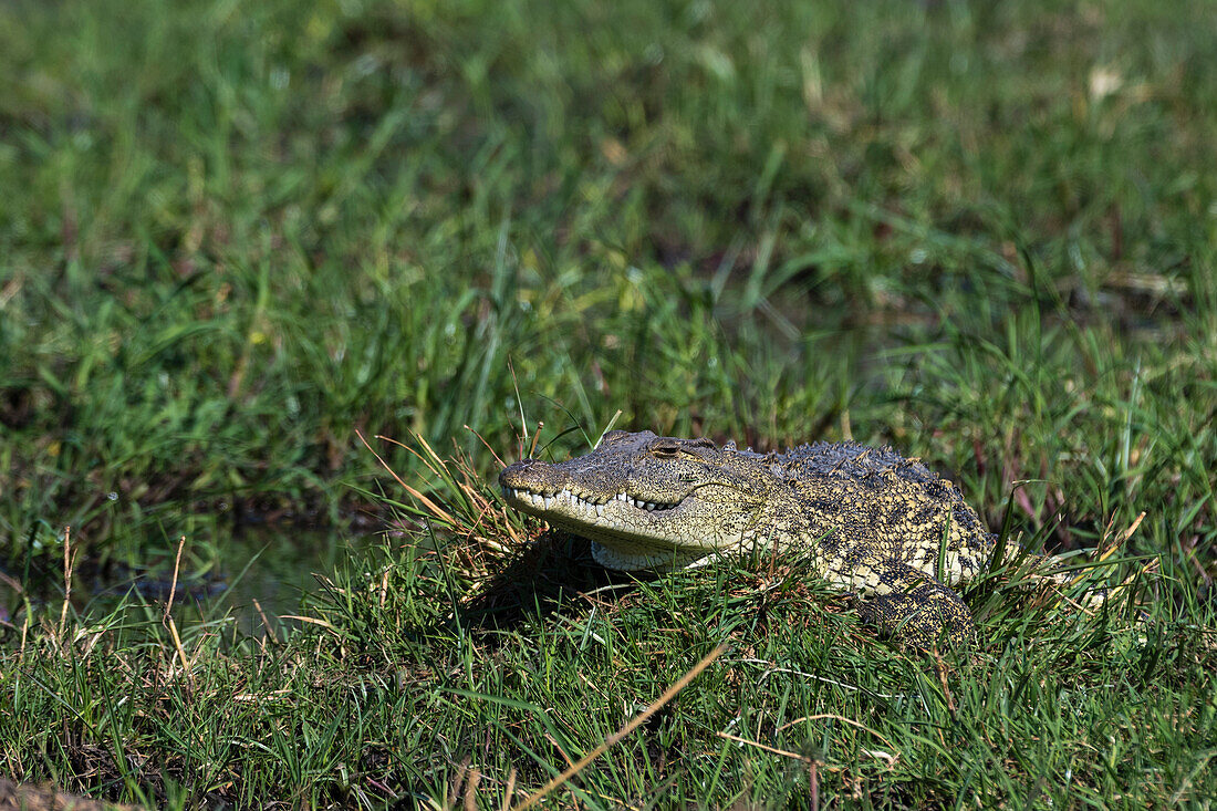 Ein Nilkrokodil, Crocodylus niloticus, am Ufer des Khwai-Flusses