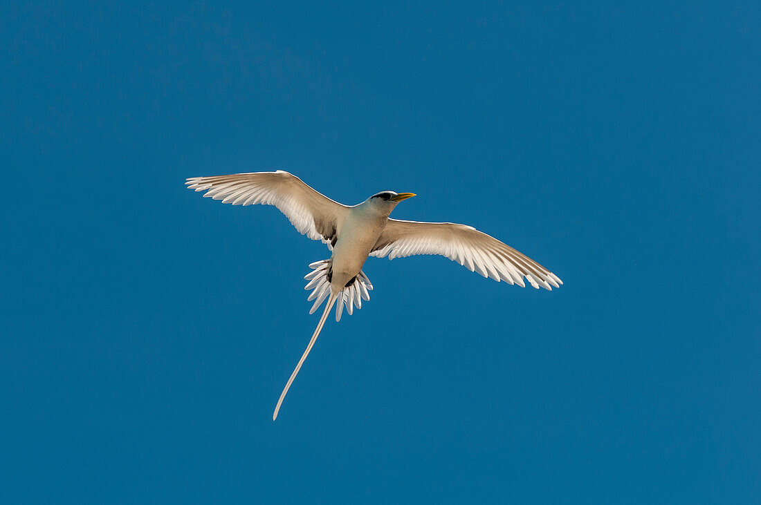 Weißschwanztropikvogel (Phaethon lepturus), Fregate Insel, Seychellen