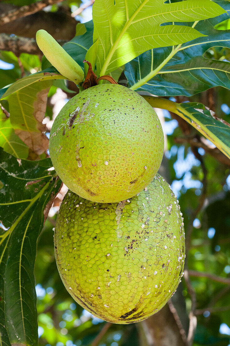 Brotfrucht, Insel Fregate, Seychellen