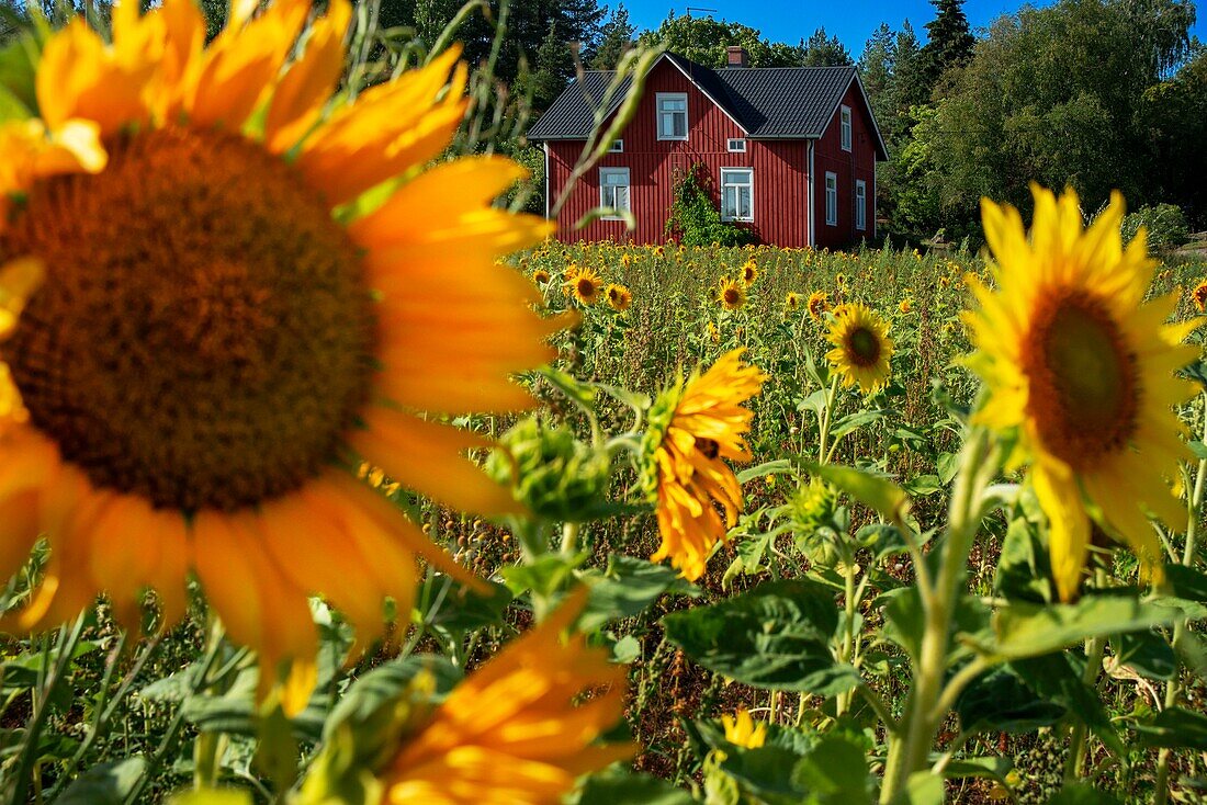 Typical houses and sunflowers field in Korpo or Korppoo island, Korpostrom coast Southwest Finland Turku archipelago. The archipelago ring road or Saariston rengastie is full of things to see, do and do. The Archipelago Trail can be taken clockwise or counter clockwise, starting in the historical city of Turku, and continuing through rural archipelago villages and astonishing Baltic Sea sceneries. The Trail can be taken from the beginning of June until the end of August.