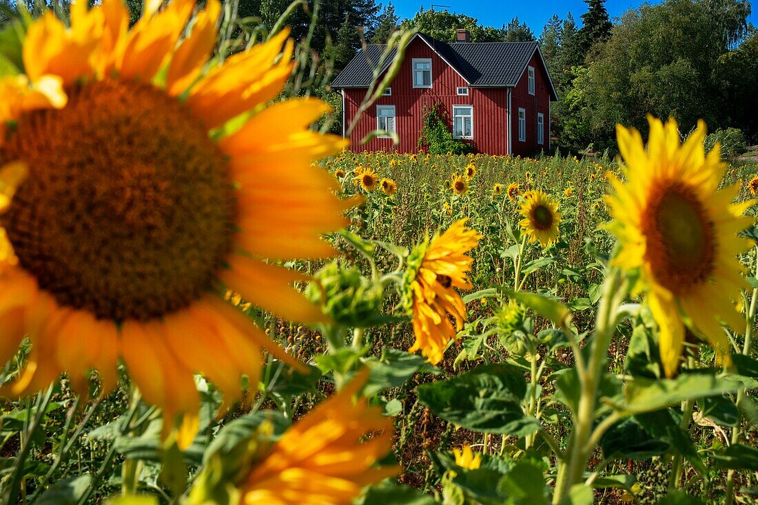 Typische Häuser und Sonnenblumenfelder auf der Insel Korpo oder Korppoo, an der Küste von Korpostrom im Südwesten Finnlands in den Schären von Turku. Die Schärenringstraße oder Saariston rengastie ist voll von Dingen, die man sehen, tun und unternehmen kann. Der Schärenweg kann im oder gegen den Uhrzeigersinn befahren werden. Er beginnt in der historischen Stadt Turku und führt durch ländliche Schärendörfer und erstaunliche Ostseelandschaften. Der Weg kann von Anfang Juni bis Ende August begangen werden.