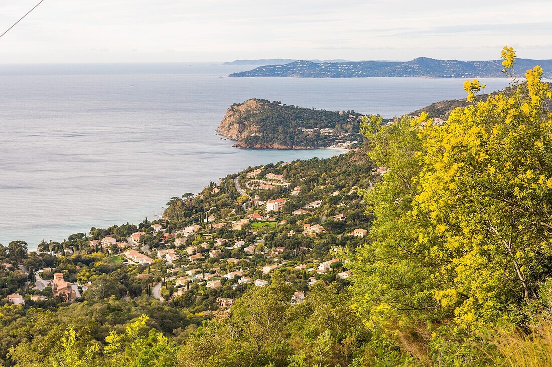 Mimosen vom Hügel von le canadel aus gesehen, Blick auf das Cap negre, le rayol canadel sur mer