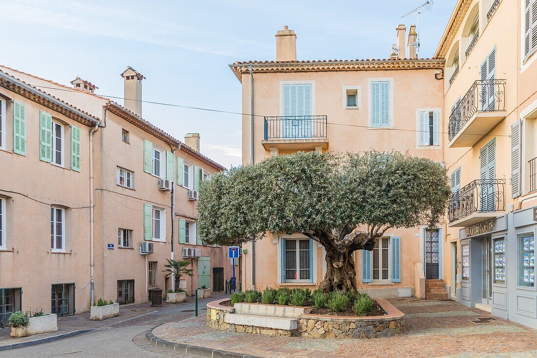 Old olive tree, sainte maxime