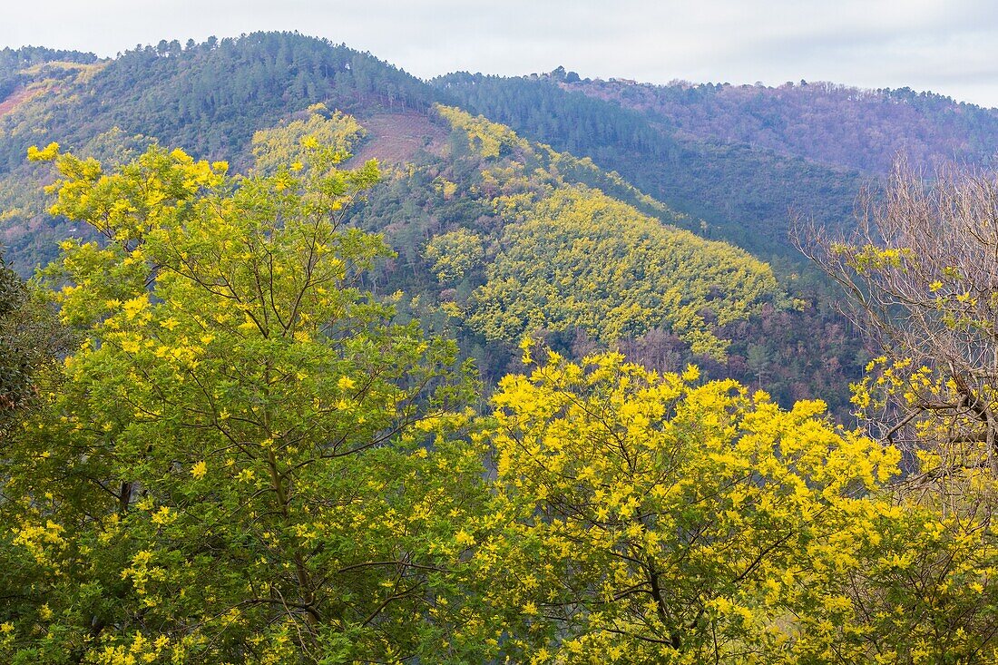 Wild mimosas sauvages, the mimosa road, tanneron massif, tanneron