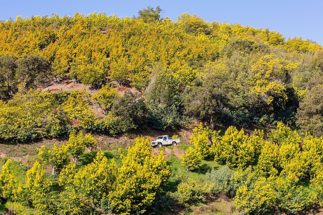 The mimosa road, tanneron massif, tanneron