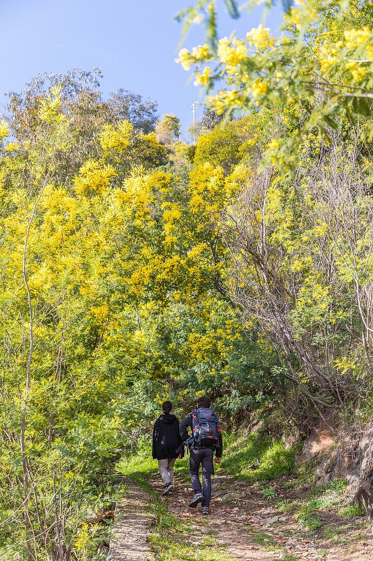 Hiking in the biggest mimosa forest in europe, le tanneron, mandelieu la napoule