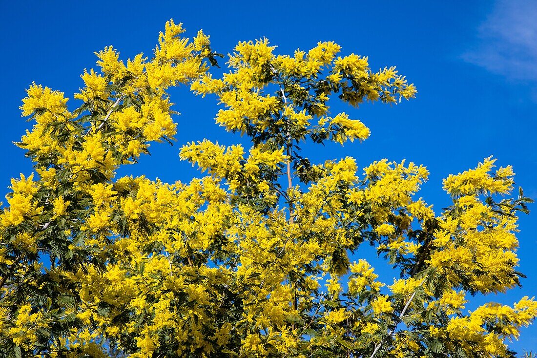 Randonnee dans la plus grande foret de mimosa d'europe, le tanneron, mandelieu la napoule // // wandern im größten mimosenwald europas, le tanneron, mandelieu la napoule