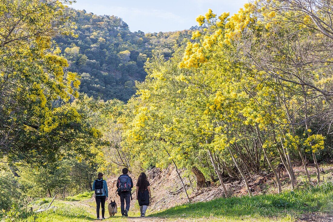 Randonnee dans la plus grande foret de mimosa d'europe, le tanneron, mandelieu la napoule // // wandern im größten mimosenwald europas, le tanneron, mandelieu la napoule