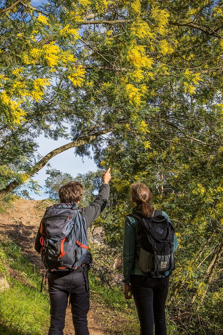 Randonnee dans la plus grande foret de mimosa d'europe, le tanneron, mandelieu la napoule // // wandern im größten mimosenwald europas, le tanneron, mandelieu la napoule