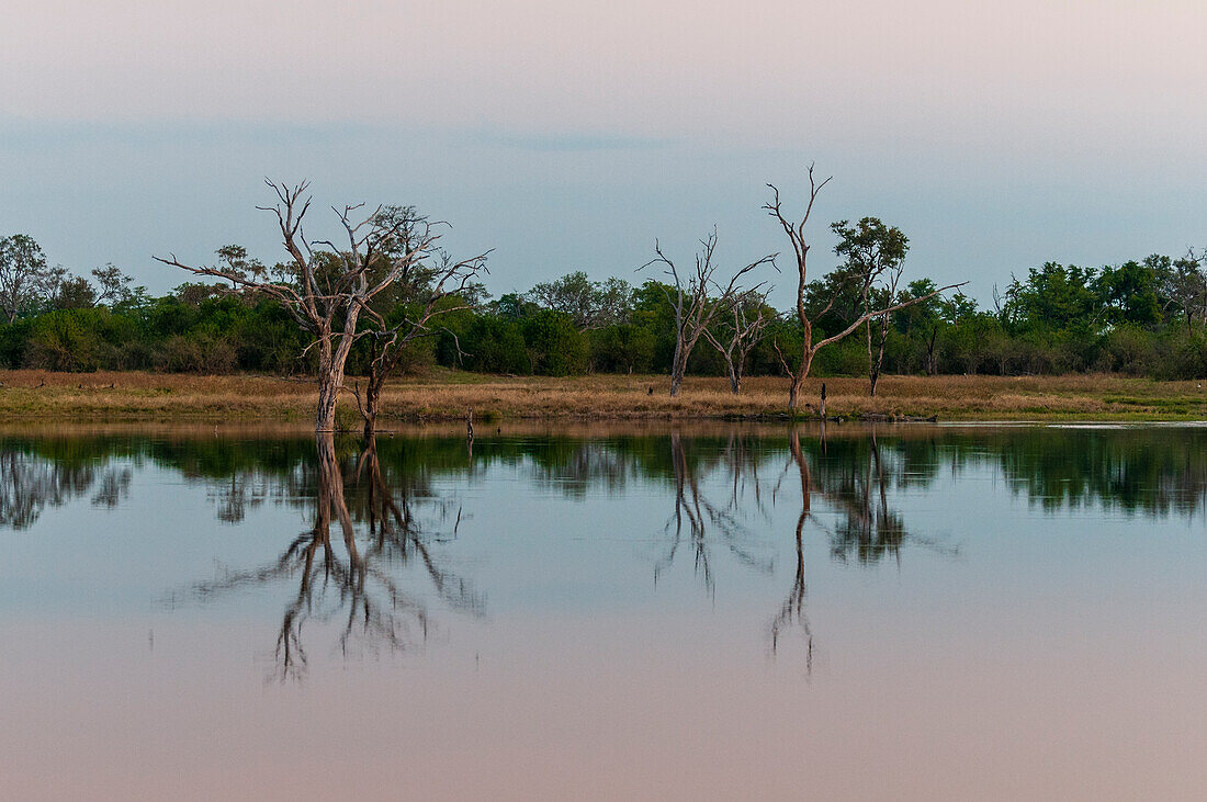 Savute Channel, Linyanti, Botswana.