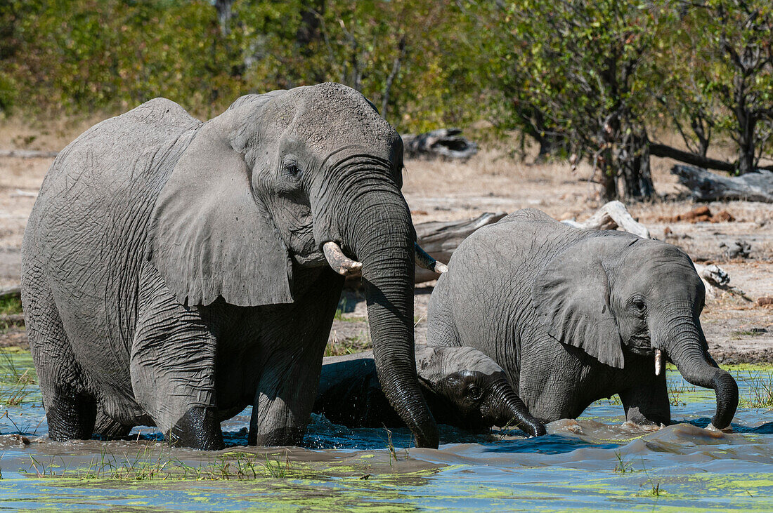 Elefant (Loxodonta africana), Savute-Kanal, Linyanti, Botsuana.